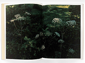 長島有里枝: SWISS