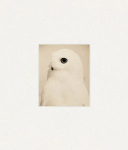 ܾ Masao Yamamoto: Yamamoto Masaoʥܡˡʤͽ