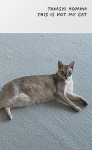 �ۥ�ޥ�����/Takashi Homma: This Is Not My Cat