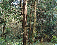 今井智己： 光と重力