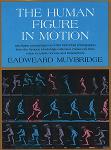 Eadweard Muybridge: Human Figure In Motion