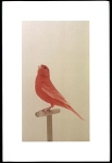 Luke Stephenson: An Incomplete Dictionary Of Show Birds