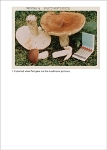 Jason Fulford: The Mushroom Collector (p)ʤ󤻡