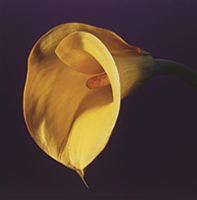 Mapplethorpe / The Complete Flowers 写真集 Amazon.com: Mapplethorpe Flora: The Complete Flowers