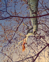 アート・デザイン・音楽 Ryan McGinley / Way Far Ryan McGinley: Way Far