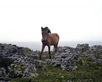 Charlotte Dumas: Work Horse