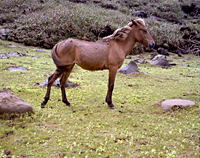 写真集　シャルロット　デュマ　Work Horse Charlotte Dumas: Work Horse