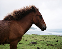 写真集　シャルロット　デュマ　Work Horse Stay - BOOK AND SONS オンラインストア
