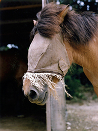 Charlotte Dumas: Work Horse