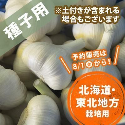 青森県産 にんにく種子｜にんにくのよしだ家 青森にんにく種子の