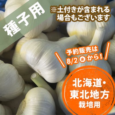 青森県産にんにく種子  10玉（北海道・東北地方）
