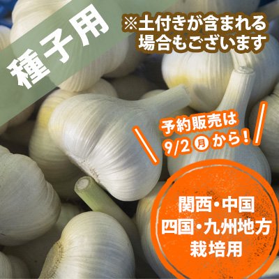 青森県産にんにく種子 10玉 - にんにくのよしだ家｜青森にんにく種子の