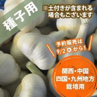 青森県にんにくタネ10Kg  大　消毒済み 青森県産 にんにく 福地ホワイト六片 消毒ニンニク 種用 L 10kg