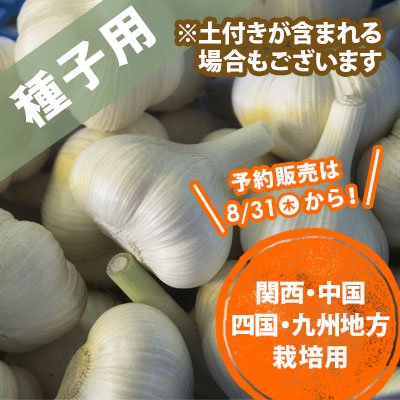 青森県産にんにく種子   10玉（関西・中国四国・九州地方）
