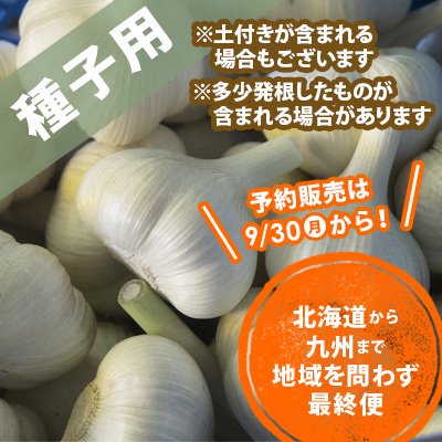 青森県産にんにく種子 10玉 にんにくのよしだ家 青森にんにく種子の栽培 販売 通販