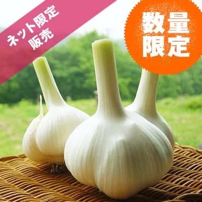 青森県産生にんにく - にんにくのよしだ家｜青森にんにく種子の栽培