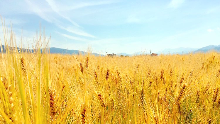はだか麦の栽培風景