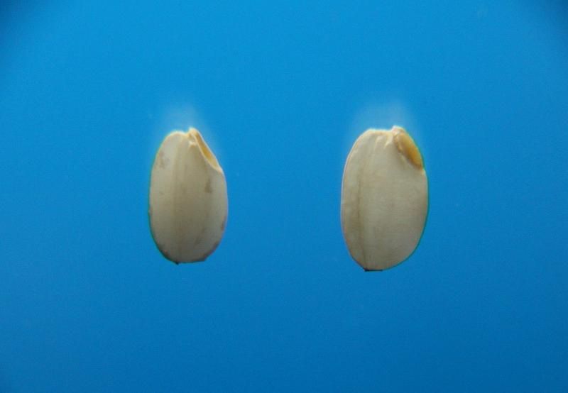 千葉 アイガモ農法コシヒカリ 玄米(無農薬 無化学肥料) - お米 千葉 アイガモ農法コシヒカリ 玄米(無農薬 無化学肥料) - お米