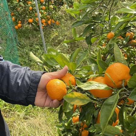 和歌山県産 はるみ」を購入するなら｜お米と雑穀の専門店 石川商店