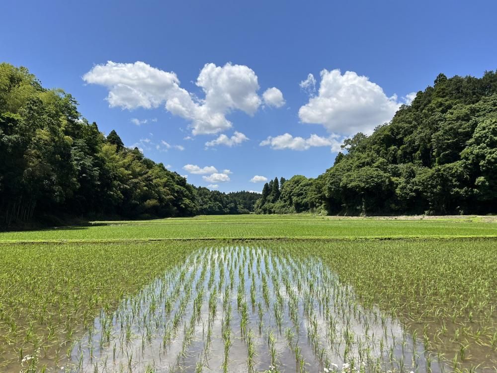 千葉 多古米コシヒカリ 玄米(減農薬 千葉エコ栽培) - お米 千葉 多古米コシヒカリ 玄米(減農薬 千葉エコ栽培) - お米