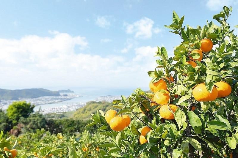 有田みかん 訳あり 20kg 和歌山県産 送料無料(北海道、沖縄県