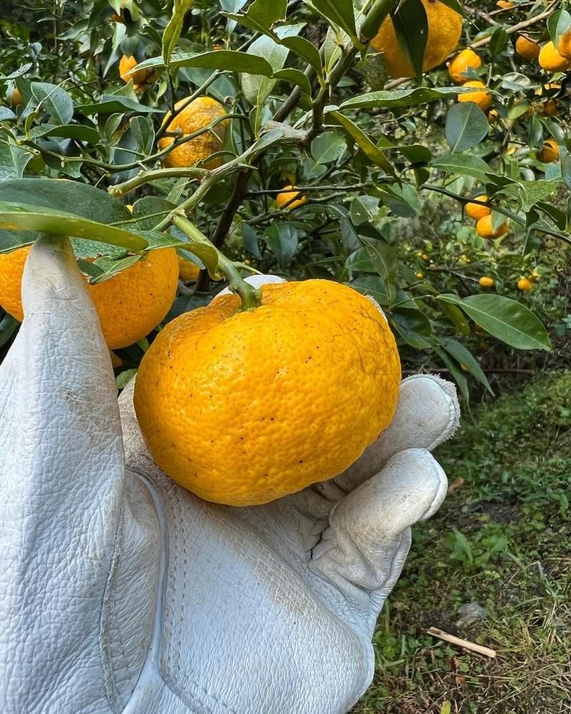 岡林農園 飲むジュレ(ゆず)180g - お米・雑穀の通販 石川商店