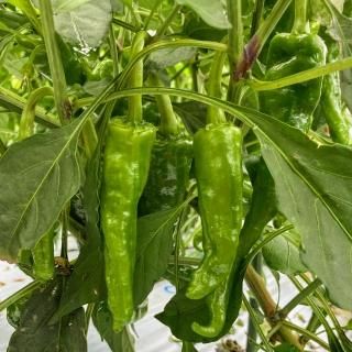 ɻҡ1/1kg