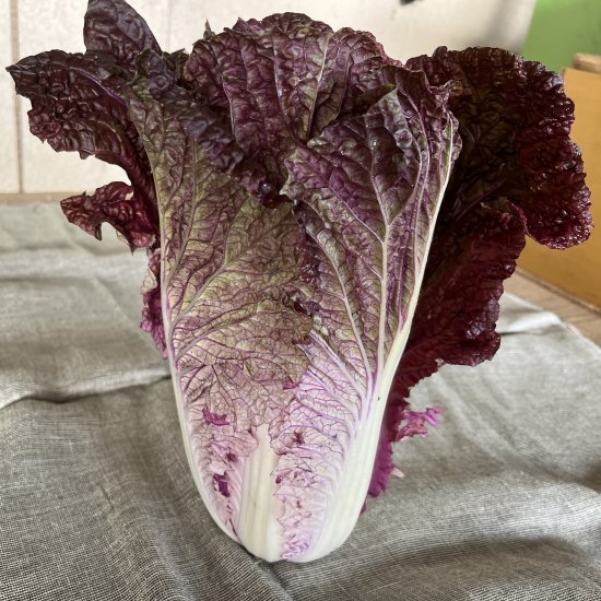 紫白菜（1個）