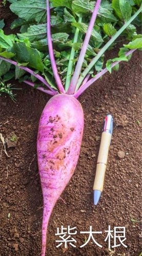 紫大根 1本 三浦野菜の宅配 通販 産地直送 朝採り 三浦野菜市場