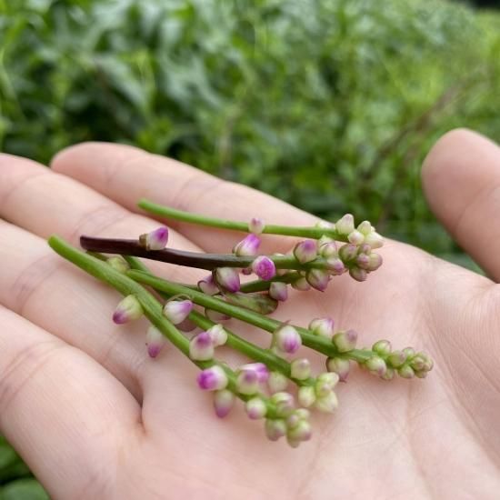 つるむらさきの花 三浦野菜の宅配 通販 産地直送 朝採り 三浦野菜市場