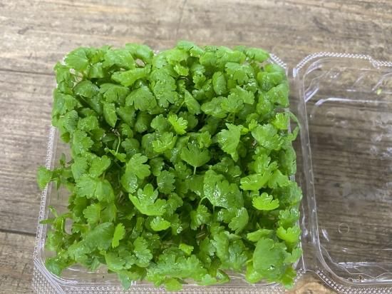 マイクロセロリ 三浦野菜の宅配 通販 産地直送 朝採り 三浦野菜市場 マイクロセロリ 三浦野菜の宅配 通販 産地直送 朝採り 三浦野菜市場