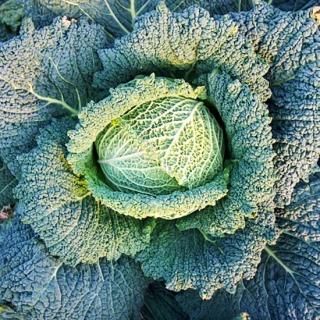 <img class='new_mark_img1' src='https://img.shop-pro.jp/img/new/icons1.gif' style='border:none;display:inline;margin:0px;padding:0px;width:auto;' />���ܥ�����٥ġΤ����󥭥�٥ġϡ�1�ġ�