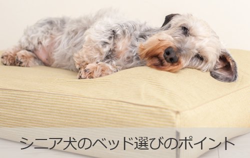 シニア犬のベッド選びのポイント