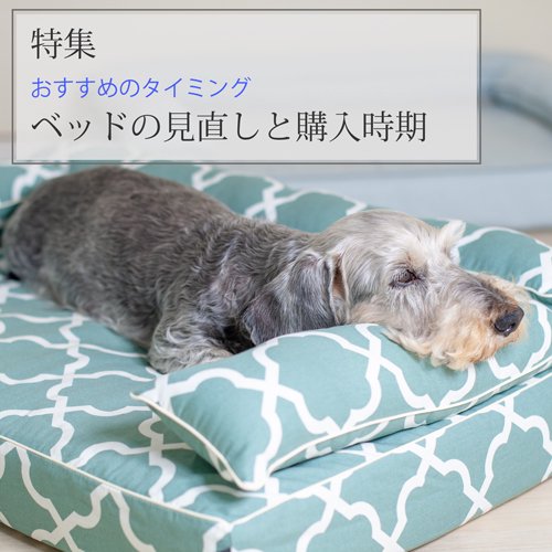 愛犬のベッドの「見直しと購入」のタイミング