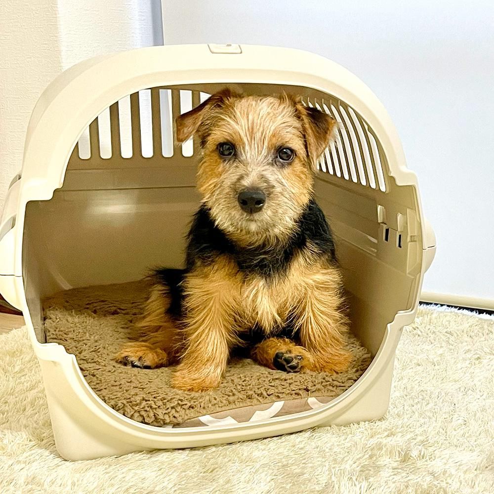 仔犬におすすめ - 犬ベッド｜アンベルソ公式通販
