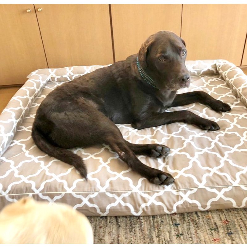 大型犬におすすめ - 犬ベッド 高品質 DOG BED｜アンベルソ公式通販