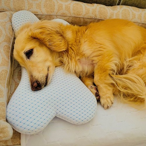 犬のベッド｜アンベルソ - 公式通販サイト