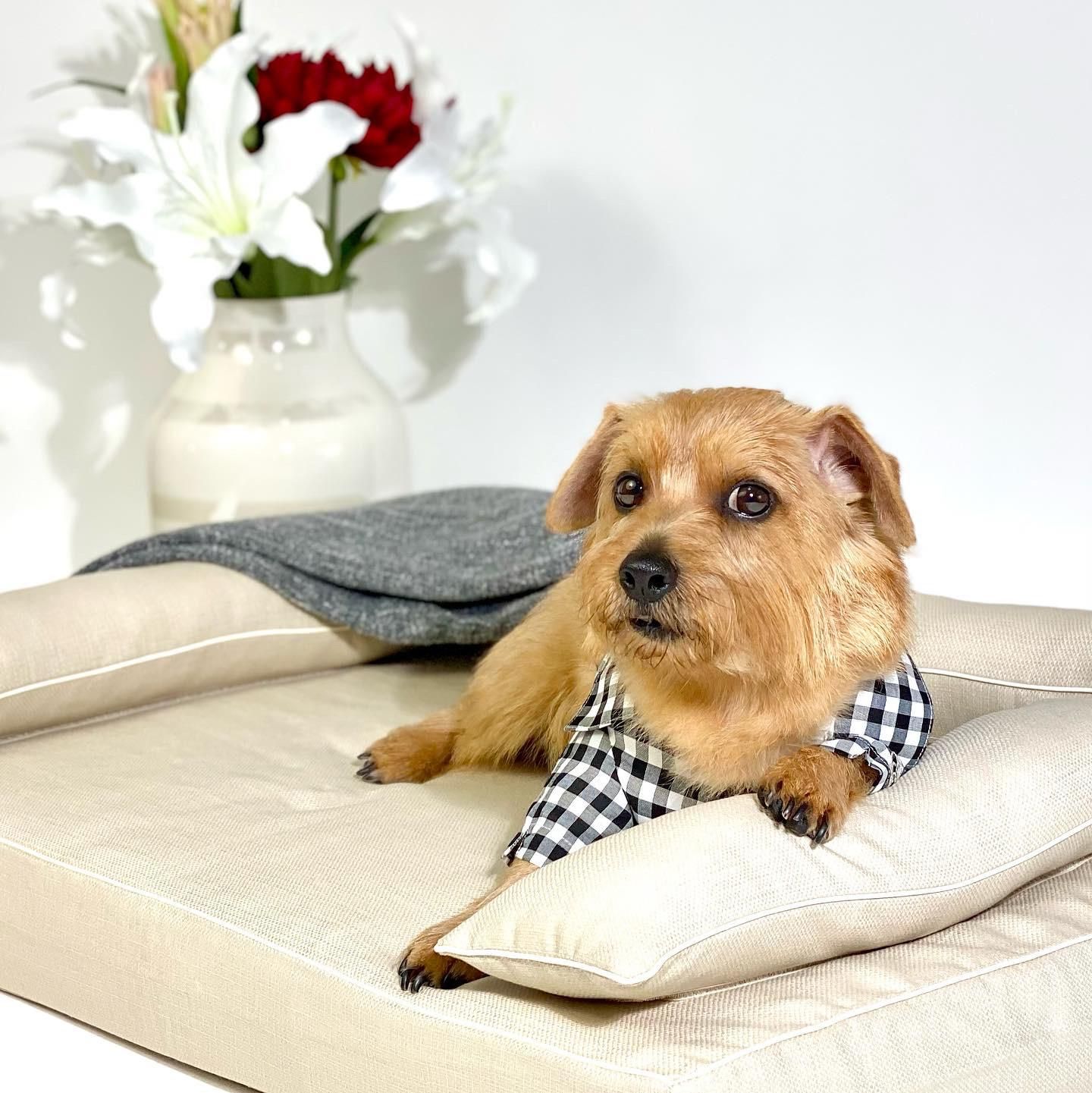アンベルソ　ペット用ベッド ベッド本体 - ペット用ベッド 犬猫用 高品質｜アンベルソ公式通販