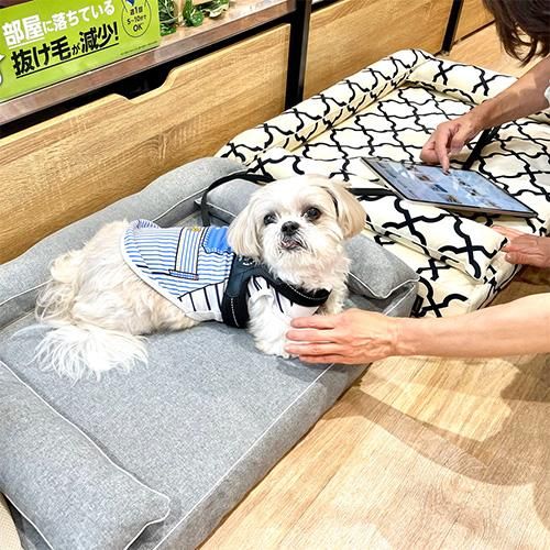 ロイヤルベッド本体 - ペット用ベッド 犬猫用 高品質 洗える ロイヤルベッド本体 - ペット用ベッド 犬猫用 高品質 洗える