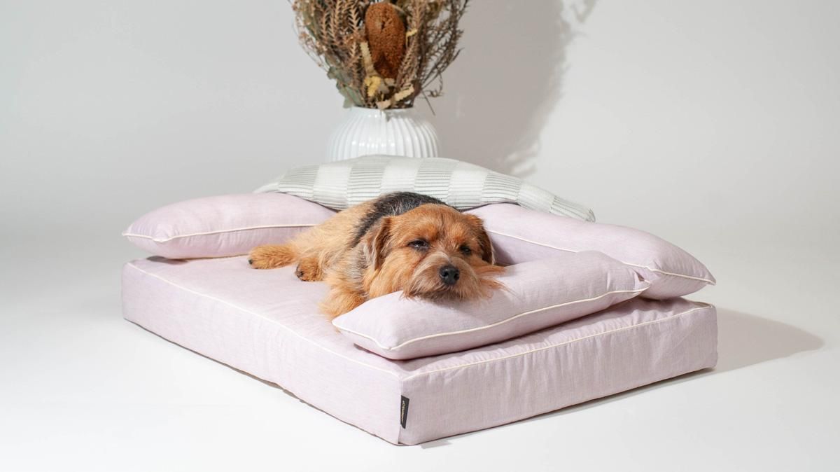 日本製　アンベルソ　犬用プレミアムベッドⅡ ベッドの概要 - 犬のベッド｜アンベルソ