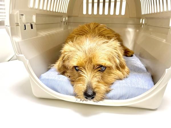 キャリー用）冷感カバー - 犬のベッド｜アンベルソ