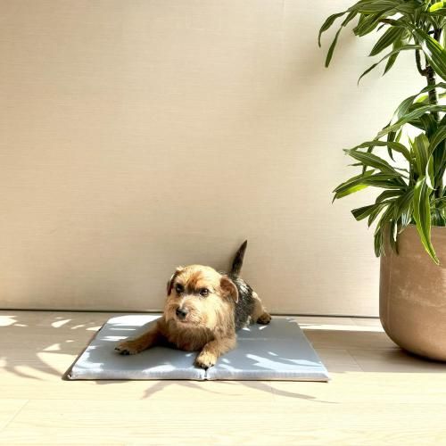 䴶եȥޥåȡ12%OFF<img class='new_mark_img2' src='https://img.shop-pro.jp/img/new/icons20.gif' style='border:none;display:inline;margin:0px;padding:0px;width:auto;' />
