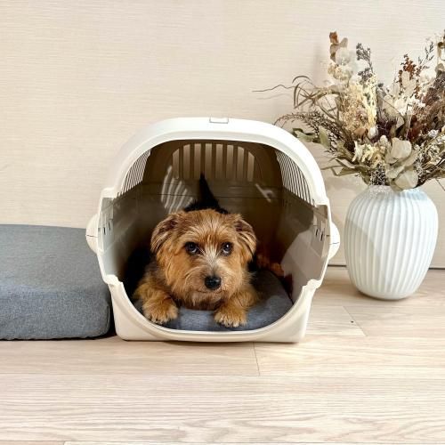 ʥ꡼ѡ˥Сߡڥå奰졼<img class='new_mark_img2' src='https://img.shop-pro.jp/img/new/icons12.gif' style='border:none;display:inline;margin:0px;padding:0px;width:auto;' />