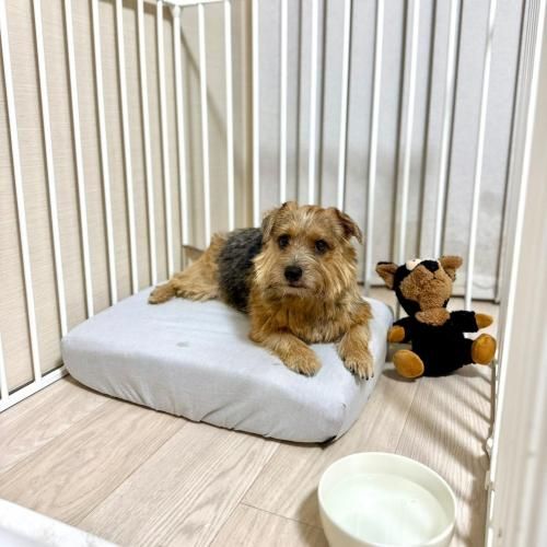 ���С����ץ�åȡڥ饤�ȥ��졼�ۡ�BOX�����ס�<img class='new_mark_img2' src='https://img.shop-pro.jp/img/new/icons12.gif' style='border:none;display:inline;margin:0px;padding:0px;width:auto;' />