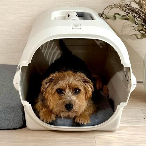 <img class='new_mark_img1' src='https://img.shop-pro.jp/img/new/icons12.gif' style='border:none;display:inline;margin:0px;padding:0px;width:auto;' />å AC2ڥ륷ѡ ̵