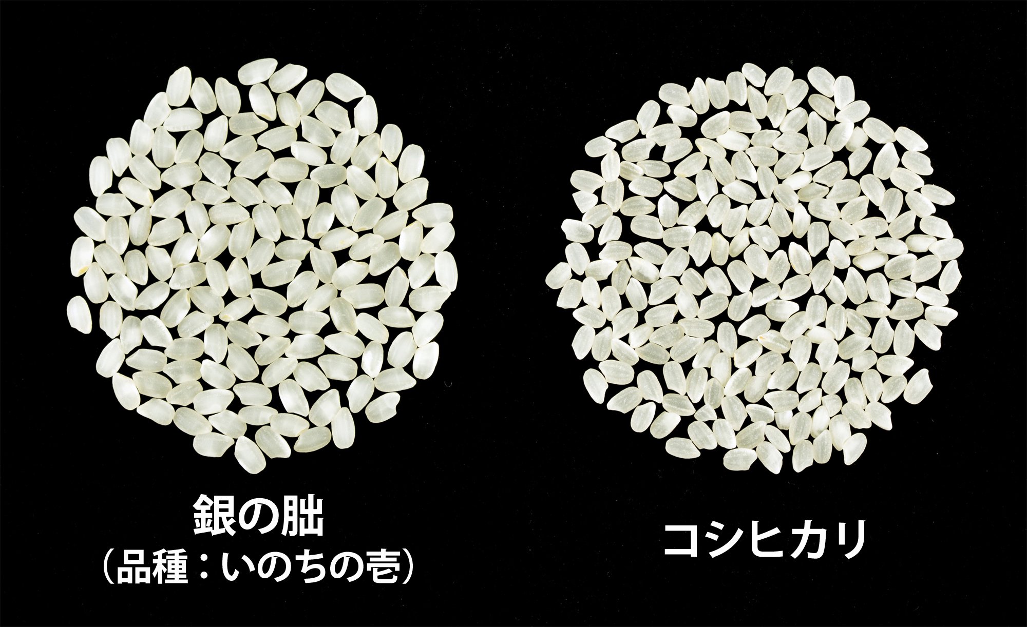 米粒の大きさ比較