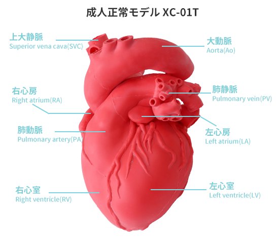 成人正常心モデル：透明（XC-02T）_購入 | 株式会社クロスメディカル