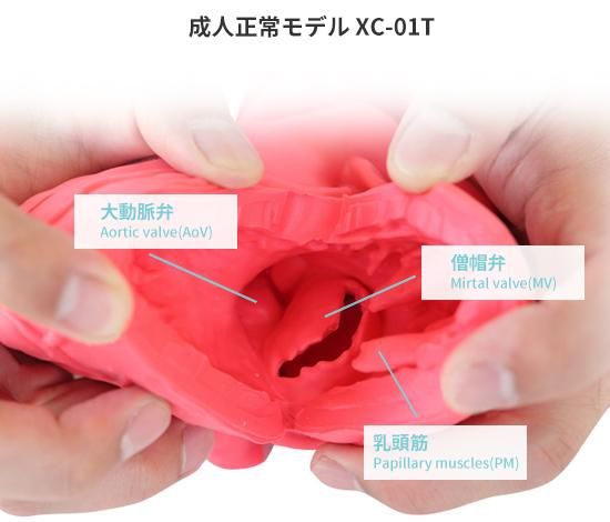 成人正常心モデル：透明（XC-02T）_購入 | 株式会社クロスメディカル