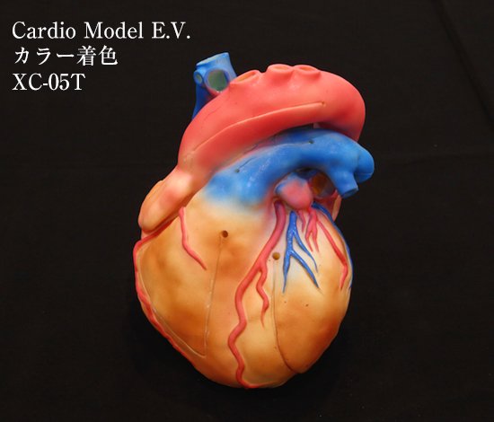 Cardio Model E.V. : カラー（XC-05T）_購入 | 株式会社クロスメディカル