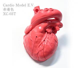 Cardio Model E.V.֡XC-03Tˢ